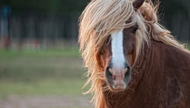 Equine